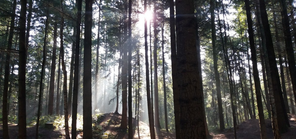 Der Kärntner Wald - Schützen wir ihn, er schützt uns!