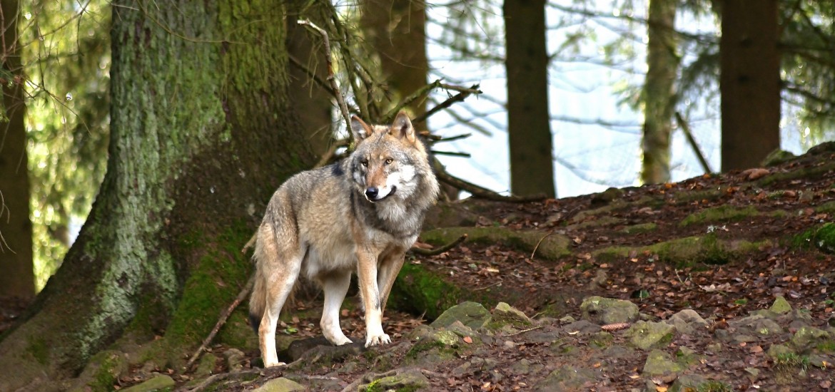 Freiheitliche warnen: ''Mit dem Wolf wird es in Kärnten keine Almwirtschaft mehr geben!''